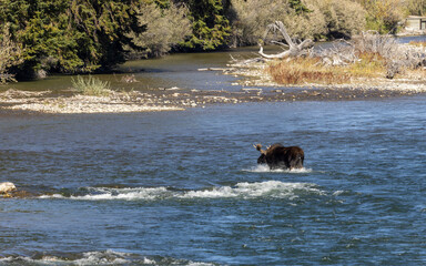Fototapeta premium Bull Moose Crossing a River in Wyoming in Autumn
