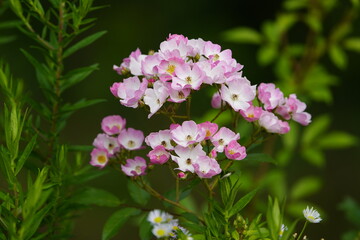 The name Rosa polyantha was given in 1843 by the German botanists Philipp Franz von Siebold and Joseph Gerhard Zuccarini for a multi-flowered rose from East Asia. Hanover Botanical School Garden, Germ