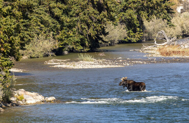 Bull Moose Crossing a River in Wyoming in Autumn