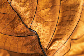 Autumn Dried leaf close up with natural veins pattern, brown leaf as nature background. Trend...