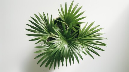 Lady palm plant growing in white pot on white background
