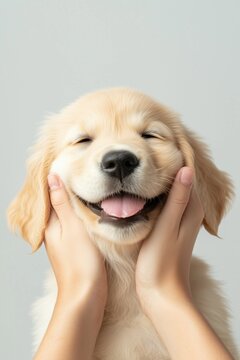 Cute chubby Dog , hands holding its fat cheek