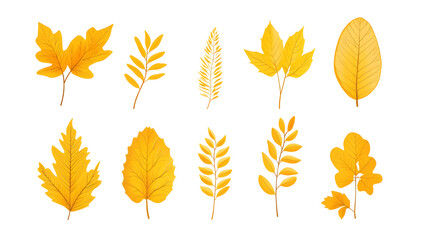 Obraz premium Minimalistic illustration collection of different yellow fall leaves and plants isolated on white background