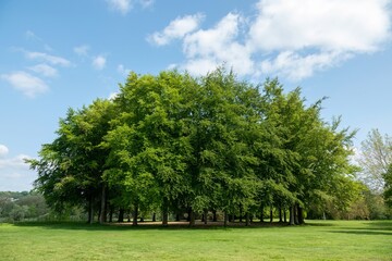 circle of bright green beech trees in the summer with blue sky and fluffy white clouds in the background