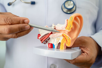 Asian doctor with ear human model to learn and treat hearing loss in patient.