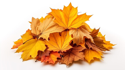 Pile of autumn colored leaves isolated on white background. Red and colorful foliage colors in the fall season