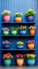Colorful Potted Plants on Blue Wooden Shelf