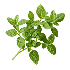 Close-up Photography of Fresh Oregano Herb Leaves on White background transparent png 