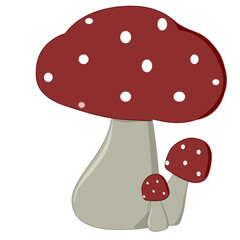 fly agaric mushrooms