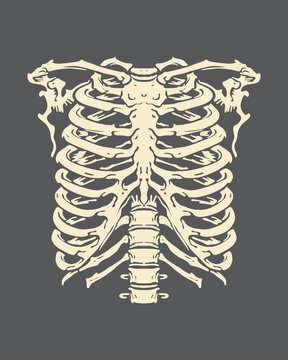 Ribs chest anatomy skeleton clip art illustration vector t shirt, sticker, tattoo, poster design editable