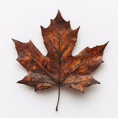 Rustic brown maple leaf isolated on white background captures the essence of autumn beauty