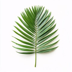 Vibrant and Glossy Palm Leaf Isolated on a Bright White Background Showcasing Natural Eleg
