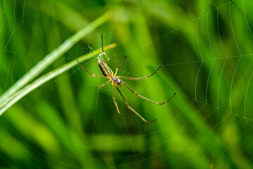 Tetragnatha spider on the web