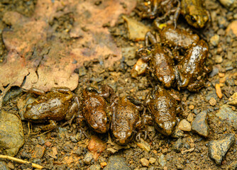 young European fire-bellied toads (Bombina bombina) on the ground