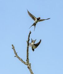 barn swallows (Hirundo rustica) in flight and sitting on branches