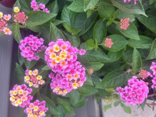 Lantana Camara 