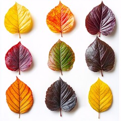 Obraz premium Colorful Collection of Fall Leaves Perfect for Crafting Displayed on a Bright White Backgr
