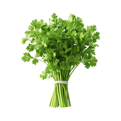 Photography of Fresh Green Cilantro Herb Isolated on Plain White background transparent png 