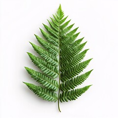 Elegantly Captured Isolated Fern Leaf on Bright White Background Showcasing Vivid Colors a