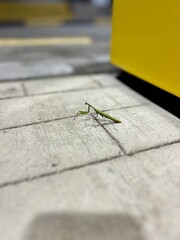 photo of a praying mantis on a city street