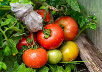 photo of juicy, beautiful tomatoes in a greenhouse, gardener's concept