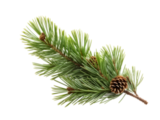 Isolated pine. Pine branch with cones isolated on transparent background
