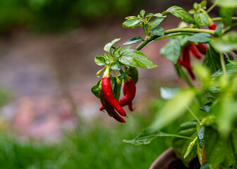 photo of juicy, beautiful chili peppers, gardener's concept