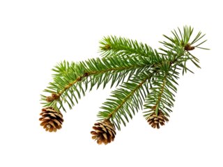 Isolated pine. Pine branch with cones isolated on transparent background
