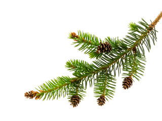 Isolated pine. Pine branch with cones isolated on transparent background
