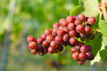 ripe bunch of grapes in sunset rays in a vineyard