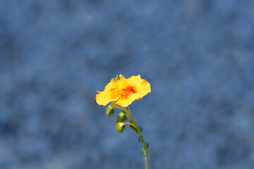 Obraz premium Rock rose Ben Heckla flower