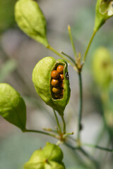 Candy lily open seed capsule with seeds
