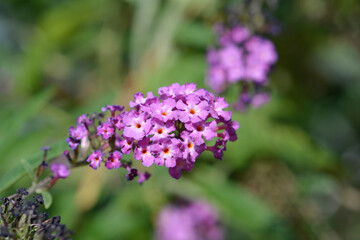 Summer lilac flowers