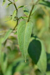 White swallow-wort leaf