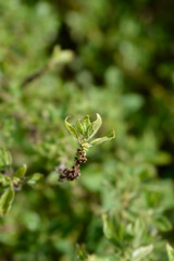 Upright pellitory leaves