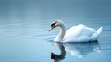 Obraz premium Serene swan gliding gracefully on tranquil blue water, creating a beautiful reflection in the calm lake.