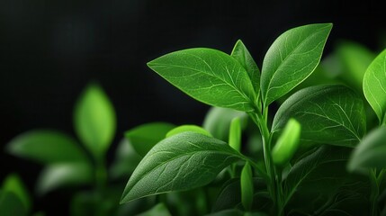 Non-GMO lentil plants, detailed view, 3D illustration