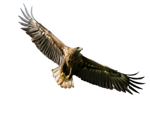 Obraz premium fliegender Adler, isoliert auf weißen Hintergrund, Freisteller, Transparent 