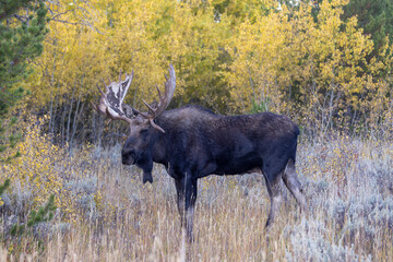 Bull Moose during the Rut in Autumn in Wyoming