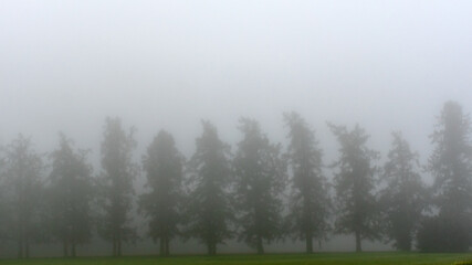 landscape with trees in fog in the morning, early summer morning, morning fog
