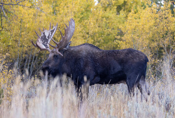 Bull Moose during the Rut in Autumn in Wyoming