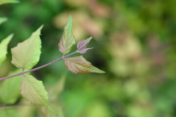 Beauty bush Pink Cloud leaves