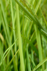 Chinese silver grass leaves