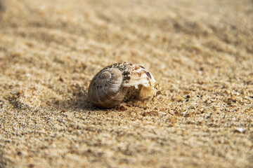 Une coquille d'escargot pleine de sable sur la plage