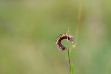 Blue grama grass flower