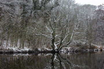 An old dead tree with its bare branches outlined by snow stands out against its wintry background and is also reflected in the water of a wind agitated river