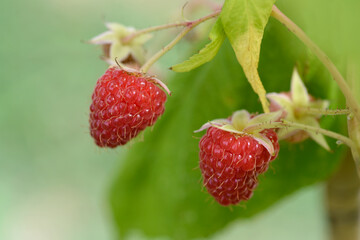 European red Raspberry branch with fruit