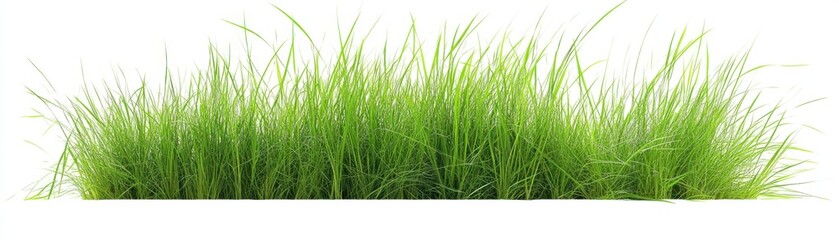 Fototapeta premium Lush Green Grass