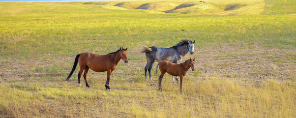A herd of horses graze in the meadow in summer and spring, the concept of cattle breeding, with space for text.