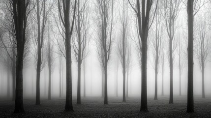 Obraz premium A black and white photograph of a foggy forest with tall, bare trees